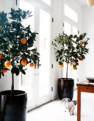 6 sweet, delicious fruits you can grow indoors all year long 6 sweet, delicious fruits you can grow indoors all year long