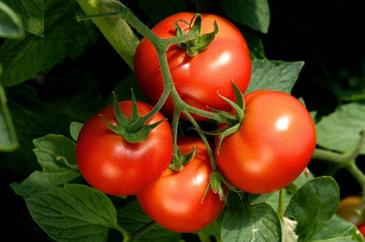 GMO-Tomatoes-Vine-Closeup