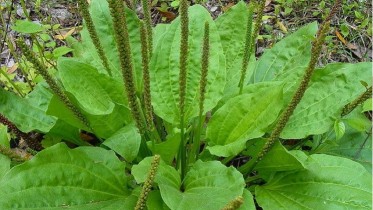 plantain-health-weed