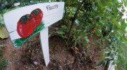 Organic-Garden-Sign-Tomatoes-Farm